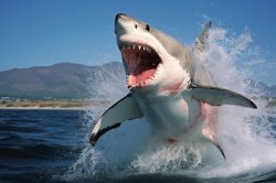 Great White Shark - jumping Meme Template
