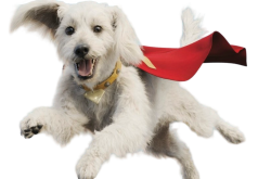 Superman Dog Krypton Meme Template