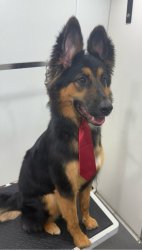 Distinguished Young Businessdog Meme Template