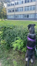 Dog stare over fence Meme Template