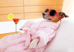 Relaxing dog Meme Template