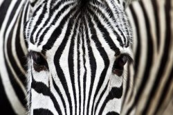 Zebra Face Meme Template