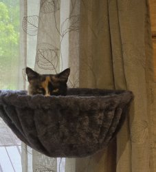 Cat ain't putting up with it Meme Template