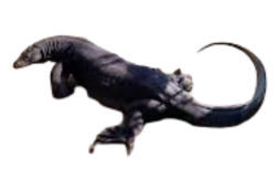 Asian monitor lizard Meme Template