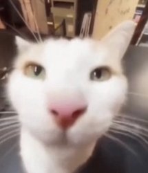 The stare Meme Template