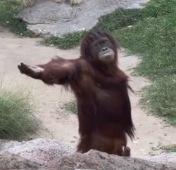 Monkey Join Meme Template