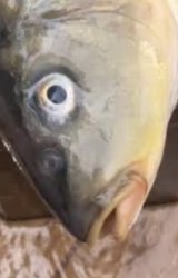 Fish Meme Template