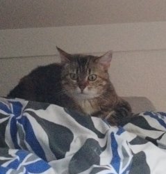 Cat Meme Template