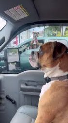 Dogs car window Meme Template