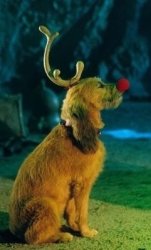 Max The Dog From Grinch Meme Template