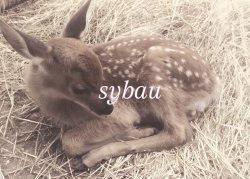 Deer sybau Meme Template
