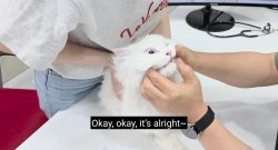 Claire Luvcat goofy cat Meme Template