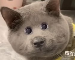 MiAuU Meme Template