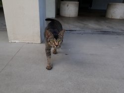 Cat Stare Meme Template