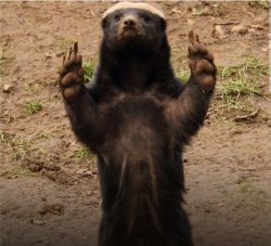 Absolute Cinema - Honey Badger Meme Template