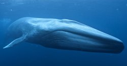 Blue Whale Meme Template