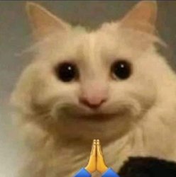 Sorry Cat Meme Template