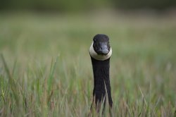 Goose in field Meme Template