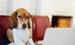 Smart Dog Meme Template