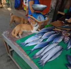 Cat Fish Guard Meme Template
