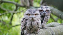 Two Angry Owls Meme Template
