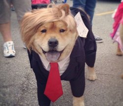 Trump Dog Meme Template
