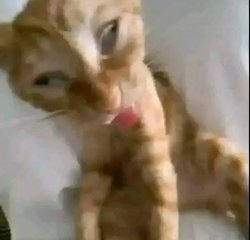 goofy cat Meme Template