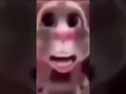 (2010) Tom cat yap Meme Template