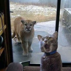 cats Meme Template