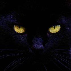 Black cat Meme Template