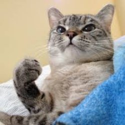 Success cat Meme Template