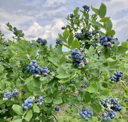 Blueberry bush Meme Template