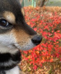 Flower doggo Meme Template
