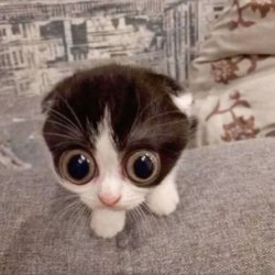 Big eyes cat Meme Template