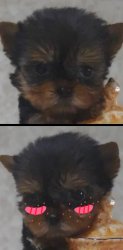Krasyvko Meme Template