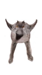Neoberezhnometano Meme Template