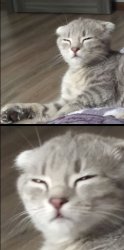 Sesysirerere Meme Template