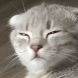 Sesysirerere Meme Template