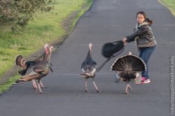 turkey attack Meme Template