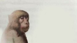 Calm Monkey Meme Template