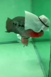 Habibi fish Meme Template