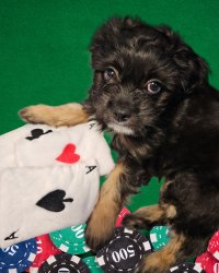 Poker Face Pup Meme Template