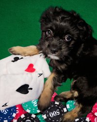 Poker Face Pup Meme Template