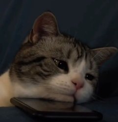 Sad kitty Meme Template