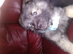 Baby Mishka Meme Template