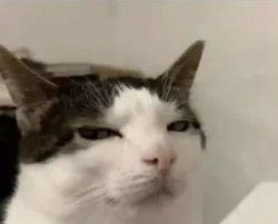 Suspicious Cat Meme Template
