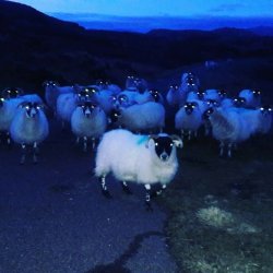 Night sheep Meme Template