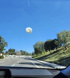 Bird Shit On The Windshield Meme Template
