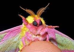moth wave Meme Template