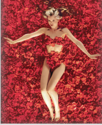 american beauty Meme Template